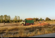 قصه پرغصه تلنبار سیب کنار جاده/ نتیجه زحمات یک‌ساله کشاورزان ارومیه را ببینید