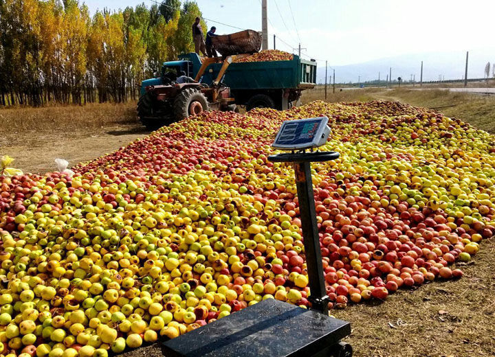 نسخه نهایی رفع چالش صادرات سیب درختی آذربایجان غربی چیست؟