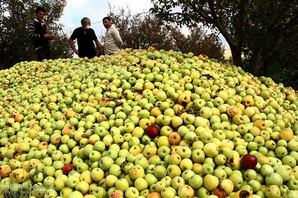 قطب سیب ایران؛ چشم انتظار حمایت/ دسترنج یکساله کشاورزان در جیب دلالان