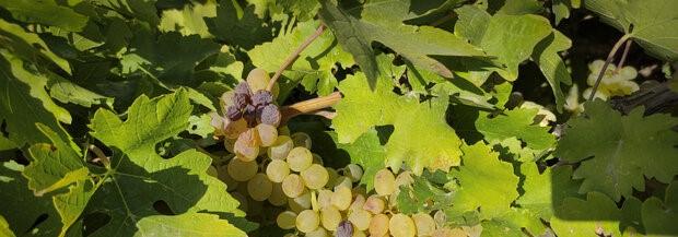 برداشت ۲۲۷ هزارتن انگور از باغات آذربایجان غربی