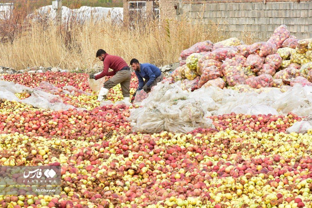 گرمای شدید و تندباد؛ عامل افزایش سیب‌های زیر درختی آذربایجان غربی