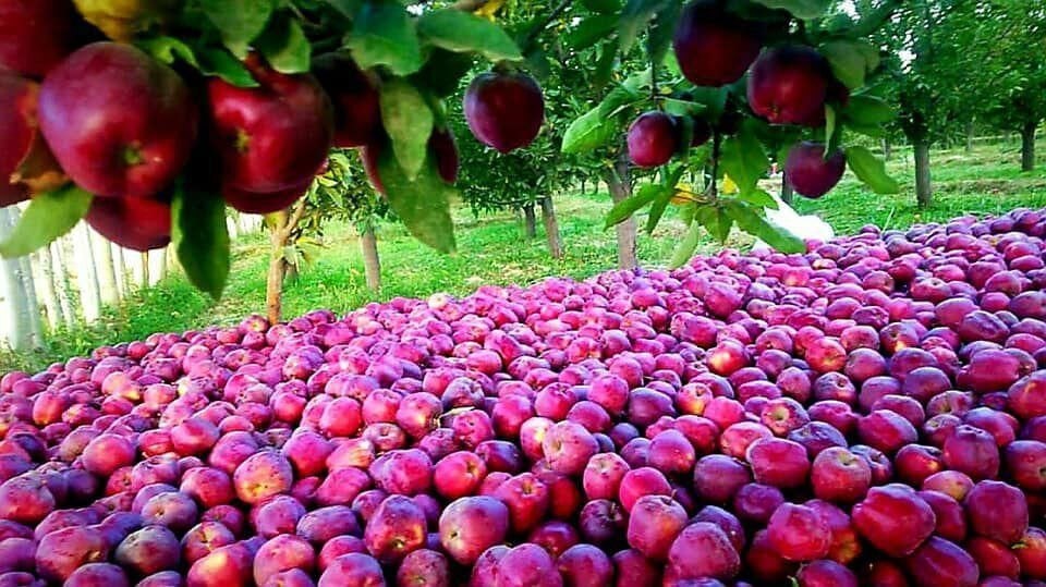 آغاز خرید توافقی سیب صنعتی  در آذربایجان‌غربی