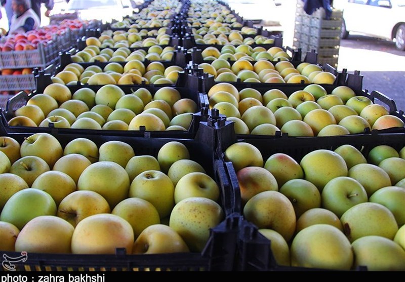 ۳۸۰ هزار تن سیب در سردخانه‌های آذربایجان‌غربی باقی مانده است