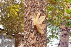 بررسی مشکل خشک شدن برخی درختان ارومیه در دستور کار استانداری آذربایجان‌غربی