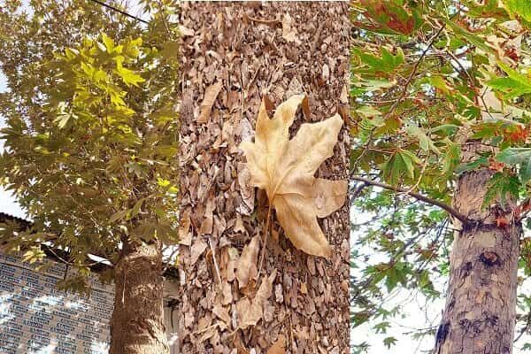 بررسی مشکل خشک شدن برخی درختان ارومیه در دستور کار استانداری آذربایجان‌غربی
