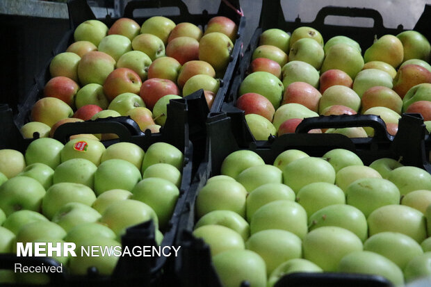 عوارض گمرکی صادرات سیب به اقلیم کردستان عراق برداشته می‌شود