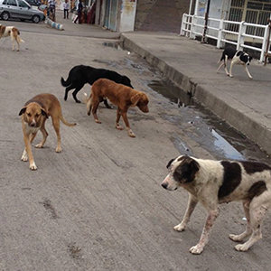 سرگردانی سگ‌های بدون صاحب در ارومیه/ یک مسئول: عقیم سازی می‌کنیم