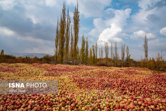 چه سرنوشتی برای سیب‌های آذربایجان غربی رقم خواهد خورد!